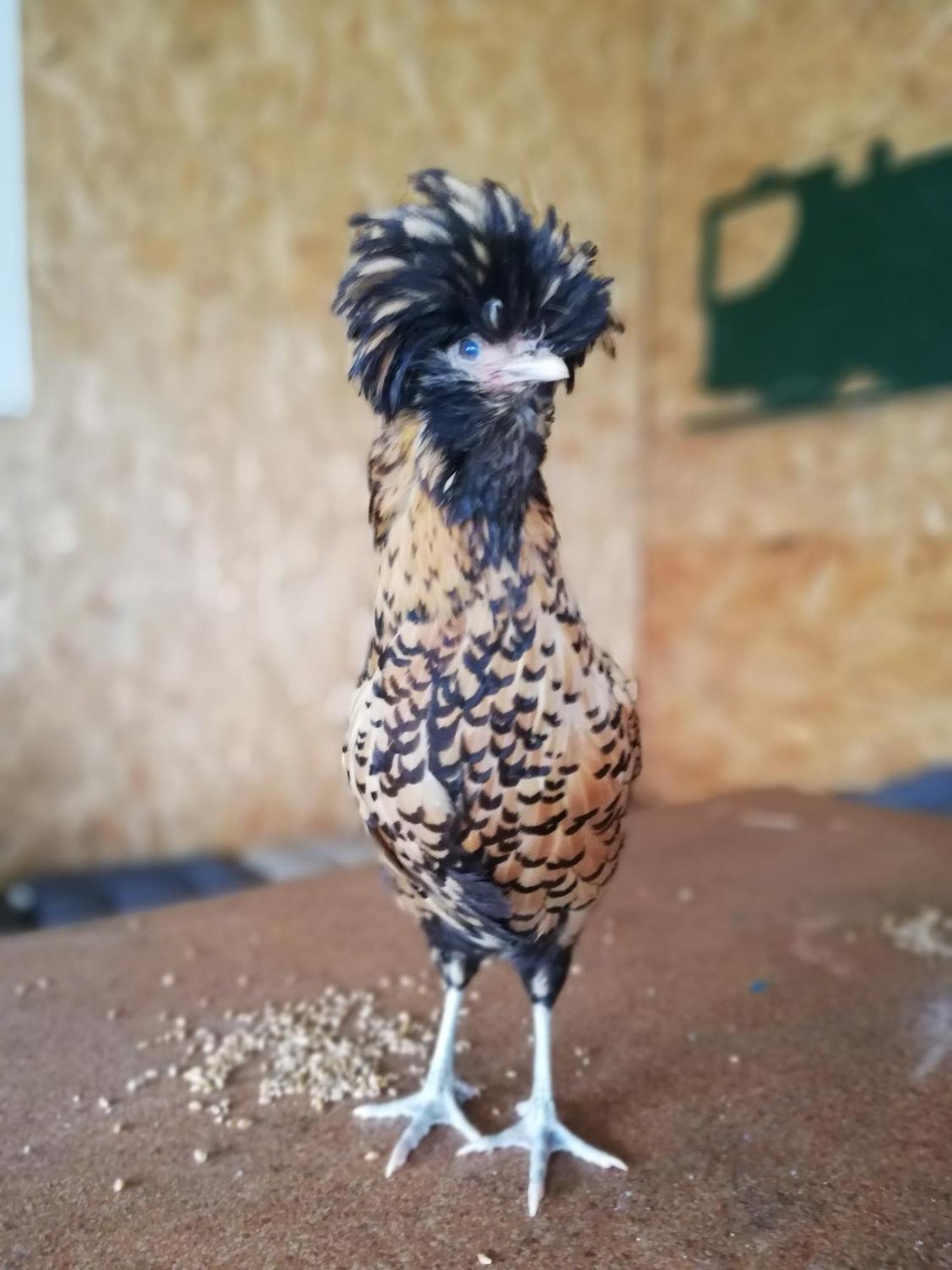 Gite Les Anes De Medeina Ingrannes Esterno foto